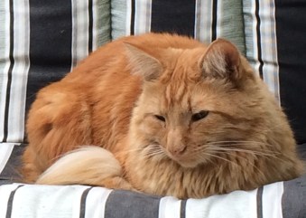 Leoglider2014-11-11 08.24.31