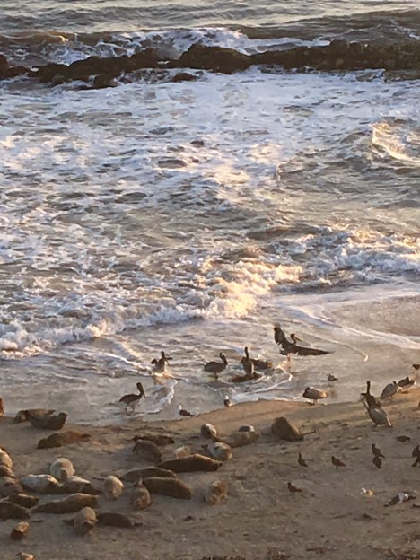 pelicanssunsetIMG_6329